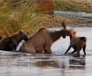 مستند حیات وحش؛ کفتارهای بد قریحه آهو رو زنده زنده تناول کردن