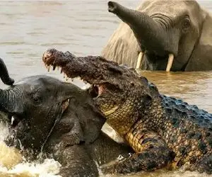 مستند حیات وحش؛ تمساح فرصت طلب بچه فیل درحال غرق شدن به نیش کشید