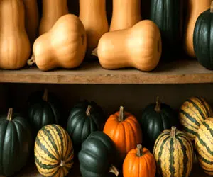 راهنمای کاشت کدو از صفر تا صد