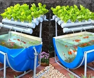 ایده های خلاقانه؛ آقاهه دست تنها با بشکه آکواریوم ساخته هم آکواریوم هم باغچه