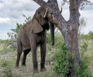 بدایع حیات وحش؛ فیل ددمنش تنه لششو میکوبونه به درخت سیبا بریزه با خانواده میل کنن