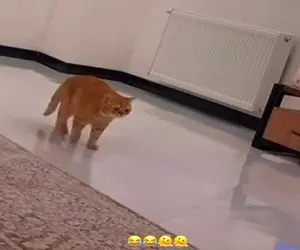 صحنه خندان؛ واکنش گربه فلک زده به فوتبال نگاه کردن صاحبش میبرتت عرش اعلاء