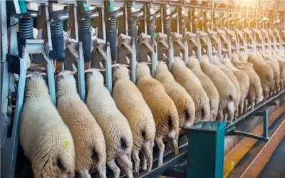 فرآوری گوسفند؛ گوسفند تو چین یعنی سرمایه از پشم تا گوشتش رو می چاپن