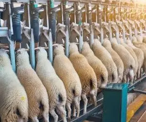 فرآوری گوسفند؛ گوسفند تو چین یعنی سرمایه از پشم تا گوشتش رو می چاپن