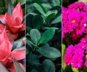 گیاهان مناسب سرمای زمستان که در فصل سرد و گرم دوام آورده و مختص بالکن و فضای داخلین