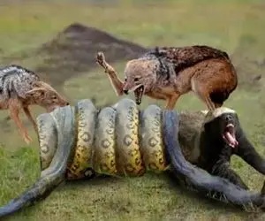 نبرد حیات وحش/حیله روباه و راسو مار رو به تله میندازه بعدش هر کی تیکه خودشو میکنه