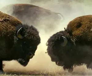 فرآوری گاو؛ گاوها رو نه به خاطر شیر و گوشت بلکه پروش میدن تا وحشی و بربر بشن