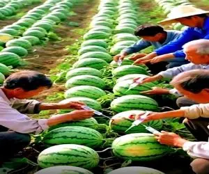 کشاوری نوین؛ هندونه ها رو با سرنگ و دارو دوپینگ میکنن باد کنن گرون تر بفروشن