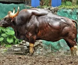حیوانات غول پیکر؛ گاوهایی که با بدن و هیکل ورزیده شون همه رو انگشت به دهان کردن
