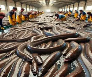 فرآوری مار؛ مارماهی لزج تو سطل آب میپرورونه هرکول شه اسلایسی میلیاردی بفروشه