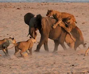 مستند حیات وحش؛ شیرها فیل غول تنها گیر آوردن مفت برش کردن