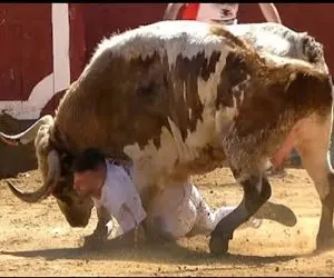 تاخت‌وتازهای خونین؛ گاو عصیانگر جفت پا رفت رو سر گاوچرون چشمش از کاسه درومد