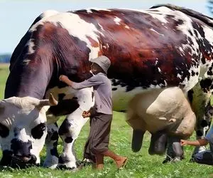 گاوهای باورنکردنی؛ گاوهای کبیری که اینقدر شیر دارن باید چند نفری بیان بدوشن