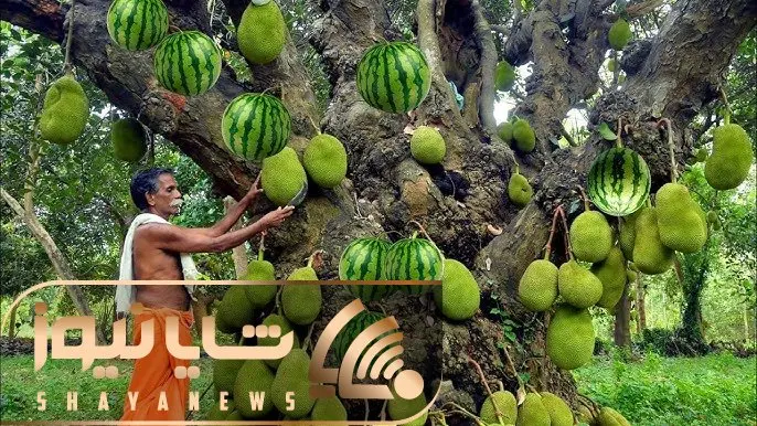 کشاورزی نوین؛ درخت معجزه آسا که هم هندوانه محصول میده و هم جک فروت