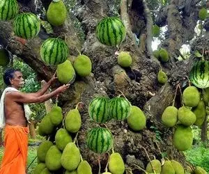 کشاورزی نوین؛ درخت معجزه آسا که هم هندوانه محصول میده و هم جک فروت