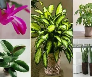 گیاهان آپارتمانی کم دردسر / وقت و حوصله نداری به گلا برسی حله تو به اینا 1 ماه آب نده
