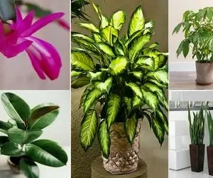 گیاهان آپارتمانی کم دردسر / وقت و حوصله نداری به گلا برسی حله تو به اینا 1 ماه آب نده