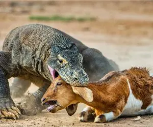 مستند حیات وحش/ کومودو از خدا بی خبر تو سه سوت بزغاله زبون بسته رو بلعید