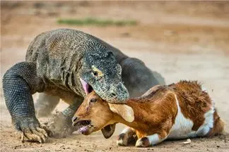 مستند حیات وحش/ کومودو از خدا بی خبر تو سه سوت بزغاله زبون بسته رو بلعید