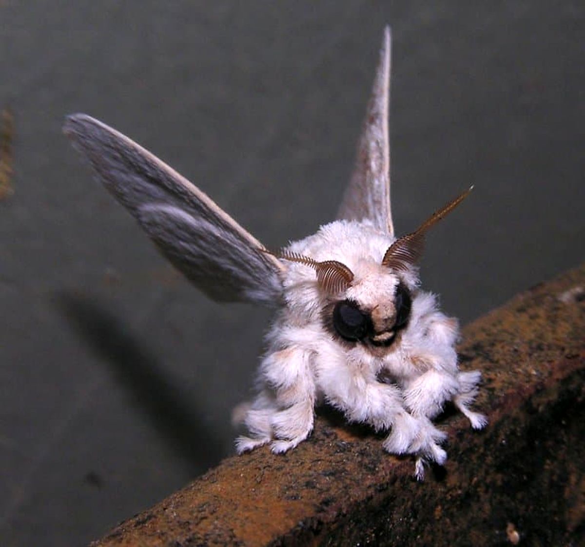 venezuelan-poodle-moth-facts