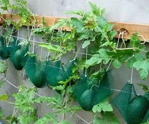 کشاورزی نوین؛ هندوانه ها رو بقچه پیچ آویزون کردن رو دیوار عین تور دروازه فوتبال شده