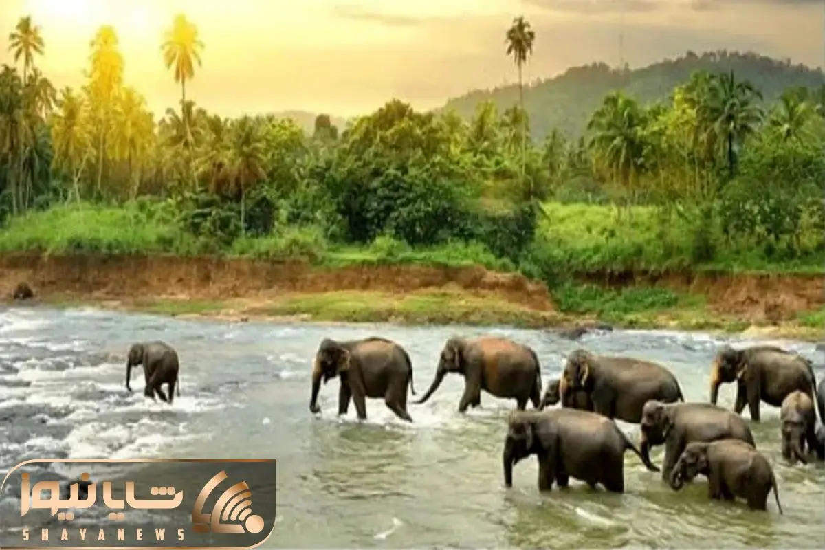 بازی فکری؛ بتونی شیر کمین کرده واسه فیلارو پیدا کنی تا عمر داری بیناییت سالم می مونه