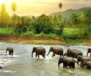 بازی فکری؛ بتونی شیر کمین کرده واسه فیلارو پیدا کنی تا عمر داری بیناییت سالم می مونه