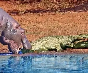 مستند حیات وحش؛ کروکودیل؛ اسب آبی فضول