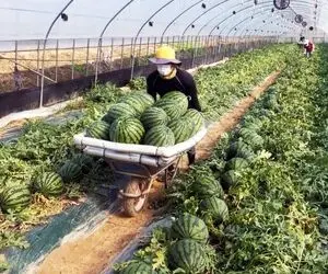 کشاورزی نوین؛ هندوانه بعد برداشت رو از زمین میفرستن آزمایشگاه تا تست بشه سرخه و آبدار