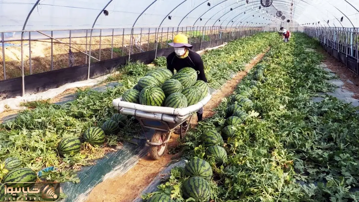کشاورزی نوین؛ هندوانه بعد برداشت رو از زمین میفرستن آزمایشگاه تا تست بشه سرخه و آبدار