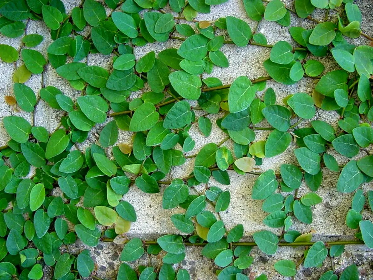 گیاهان آپارتمانی چسبنده