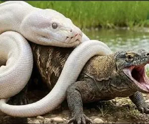 حیات وحش مصنوعی؛ پیتون سفید پیچید به پر و پای کومودو از هستی ساقطش کنه