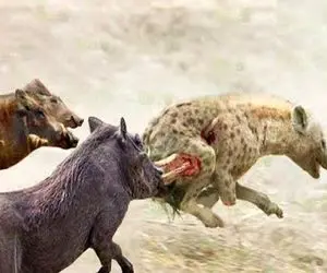 شاهکار حیات وحش؛ گراز دد خواست کفتار کنه ببلعه شیر شقی خرخرشو جوید تناول کرد