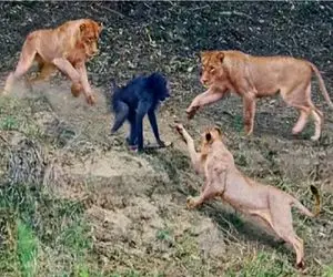 جذابیت حیات وحش؛ میمون احمقی که فرار و به قرار ترجیح نداد پیمونه عمرو سر کشید