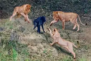 جذابیت حیات وحش؛ میمون احمقی که فرار و به قرار ترجیح نداد پیمونه عمرو سر کشید