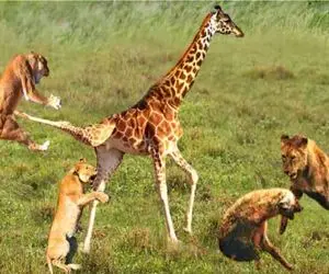 جذابیت حیات وحش؛ زرافه دراز ناز برای حفظ جونش از چنگ شیر عین سگ میدوعه