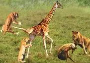 جذابیت حیات وحش؛ زرافه دراز ناز برای حفظ جونش از چنگ شیر عین سگ میدوعه