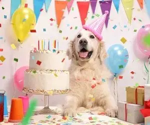 (ویدیو) ماجرای عجیب جشن تولد برای یک سگ!