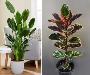 نزدیک عیده با این گیاهان برگ پهن خونه رو خاص و زیبا کن/ معرفی و نحوه نگهداری