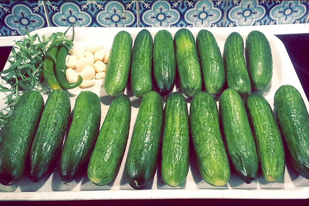 washing-and-rinsing-cucumbers-for-pickling