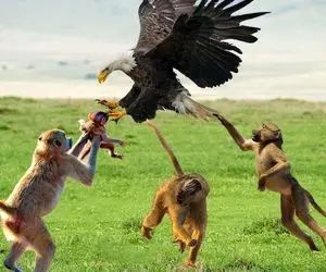 از جذابیت های حیات وحش؛ شکار دیوانه کننده عقاب وقتی بچه میمون رو از بغل مامانش قاپید!