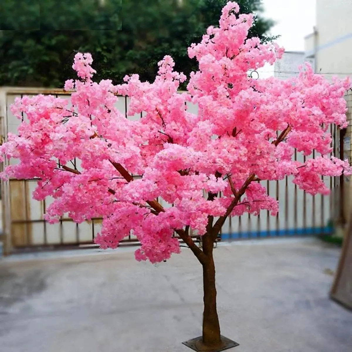 درخت گیلاس گل دهنده