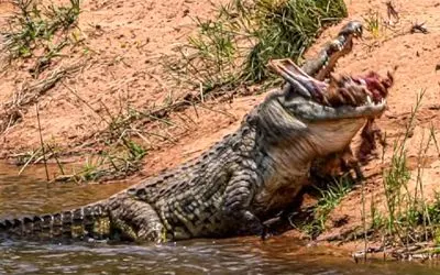 جذابیت حیات وحش؛ آهو پر کرشمه رفت سمت برکه یهو تمساح سفاک پرید  دولپی بلعیدش