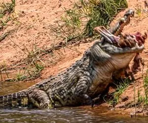 جذابیت حیات وحش؛ آهو پر کرشمه رفت سمت برکه یهو تمساح سفاک پرید  دولپی بلعیدش