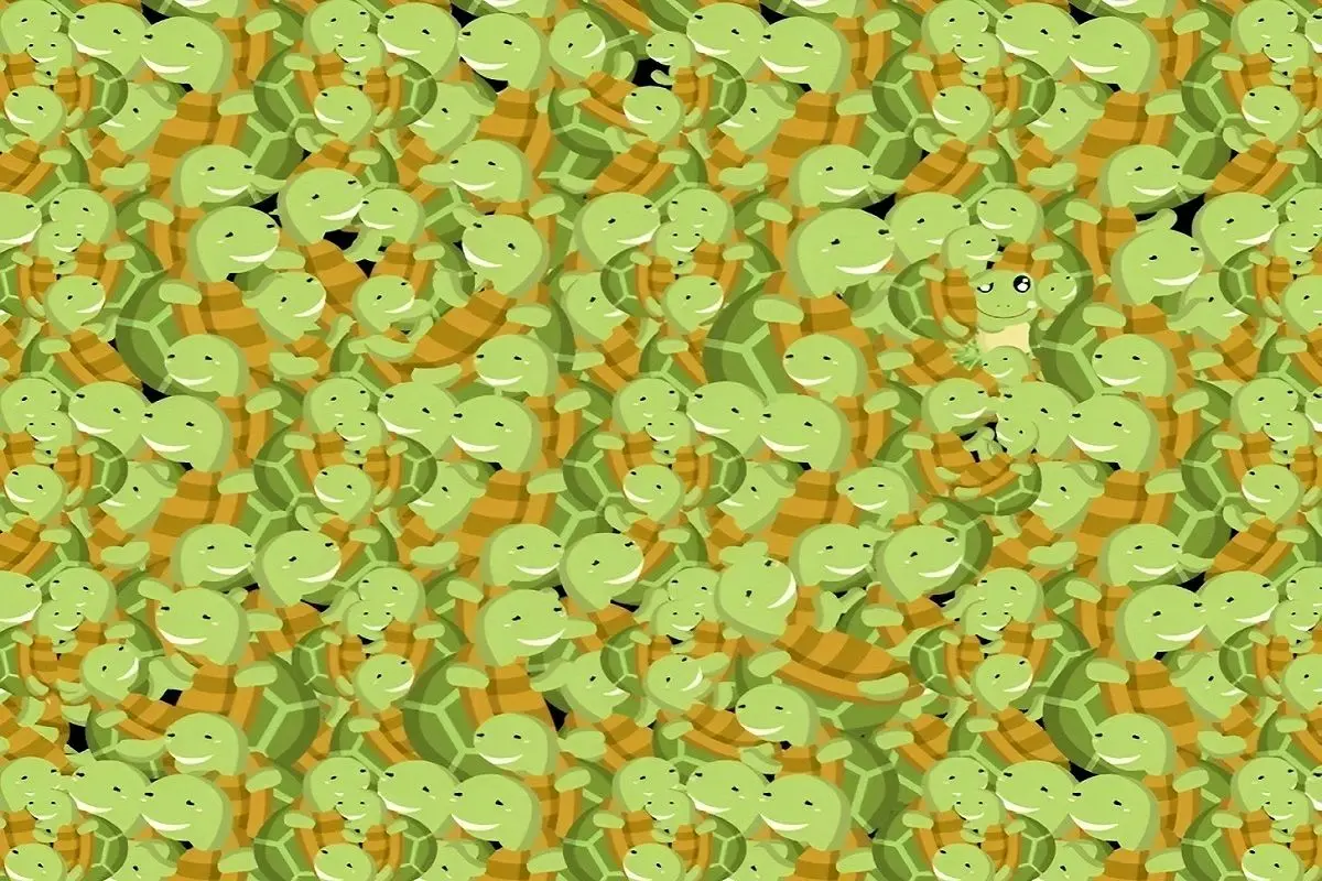 تست-بینایی-قورباغه_ی-پنهان-شده-میان-لاک-پشت-ها