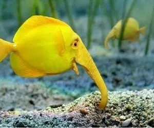 دنیای آبزیان؛ ماهی‌ ها هم دنیای عجیبی دارنا مثلا یکیشون فیل قعر دریاست اون یکی اسب