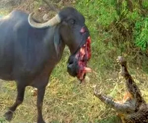 صحنه دهشتناک؛ کروکودیل سفاک پوزه بوفالو با دندون کند دید بدمزه است نخوردش