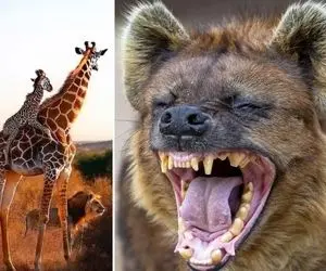 بدایع حیات وحش؛ رزافه از ترس حمله کفتارها بچه شو پشتش سوار کرد و الفرار