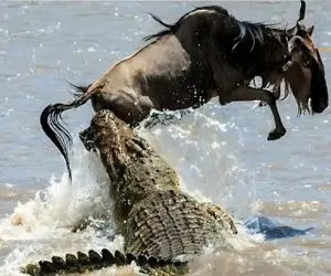 بدایع حیات وحش / کل یالدار به قلمرو تمساح وارد شد جانش را قربانی کرد