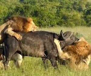 از جذابیت های حیات وحش؛ یه گروه شیر نر با کلی یال تقلا می کنن بوفالو رو زمین بزنن